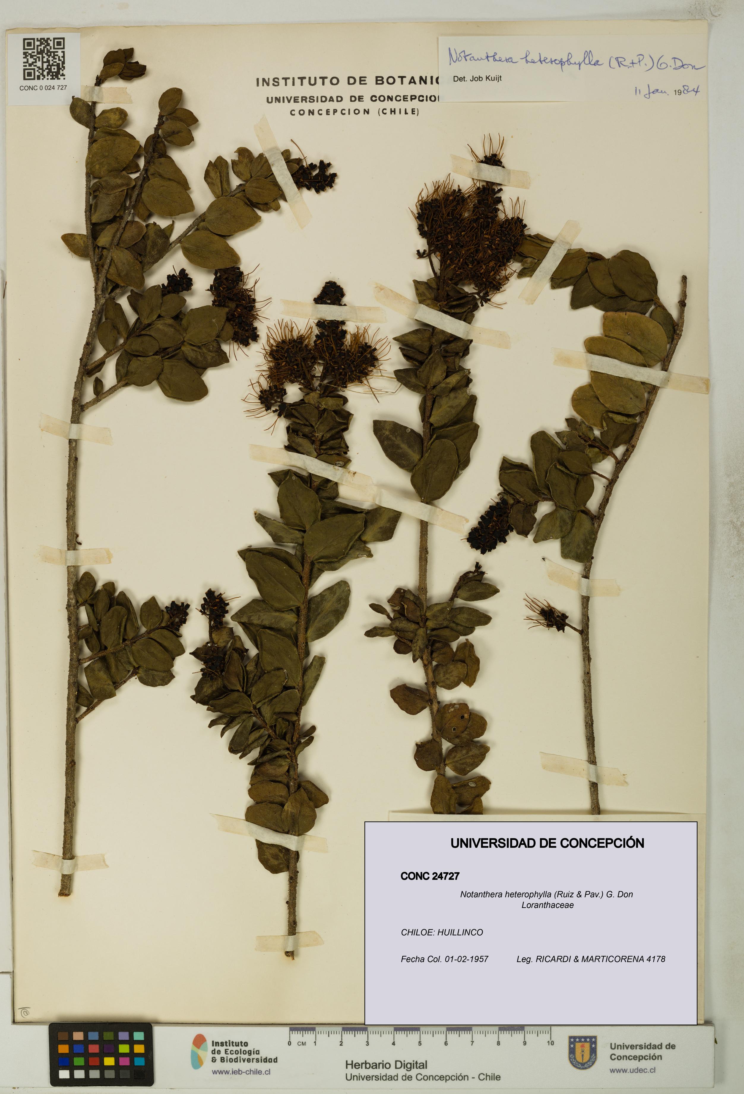 Notanthera heterophylla [Espécimen: UDEC:CONC:0024727]