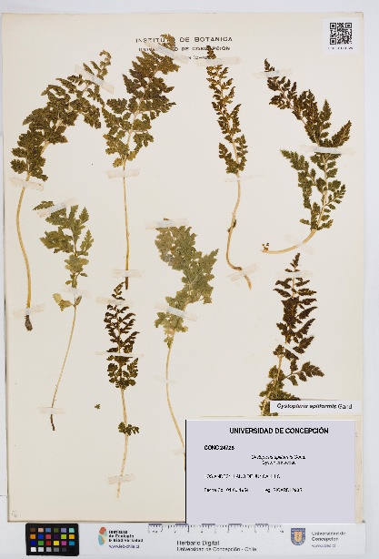 Cystopteris apiiformis [Espécimen: UDEC:CONC:0024728]