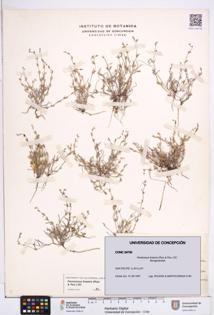 Pectocarya linearis [Espécimen: ]