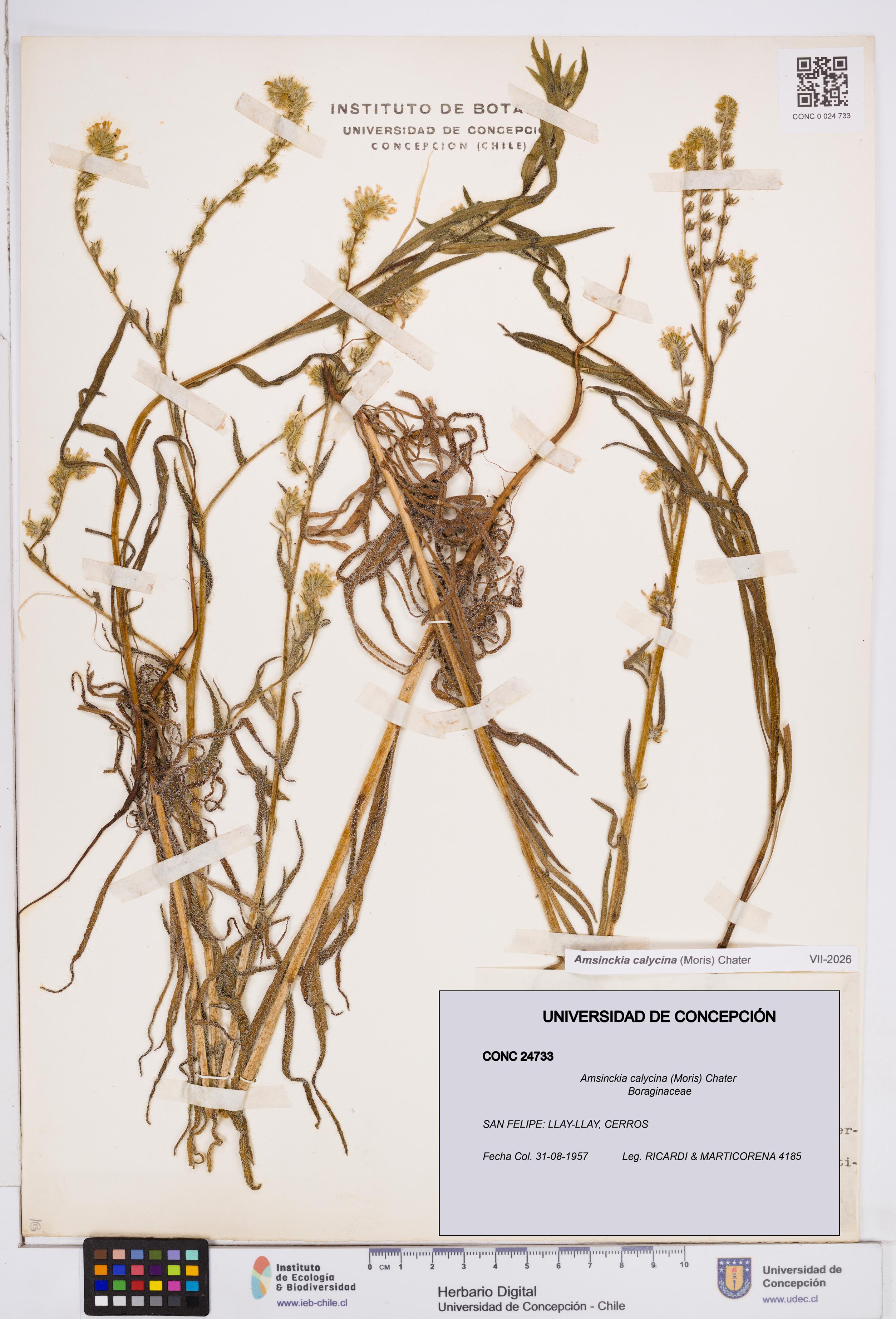 Amsinckia calycina [Espécimen: ]