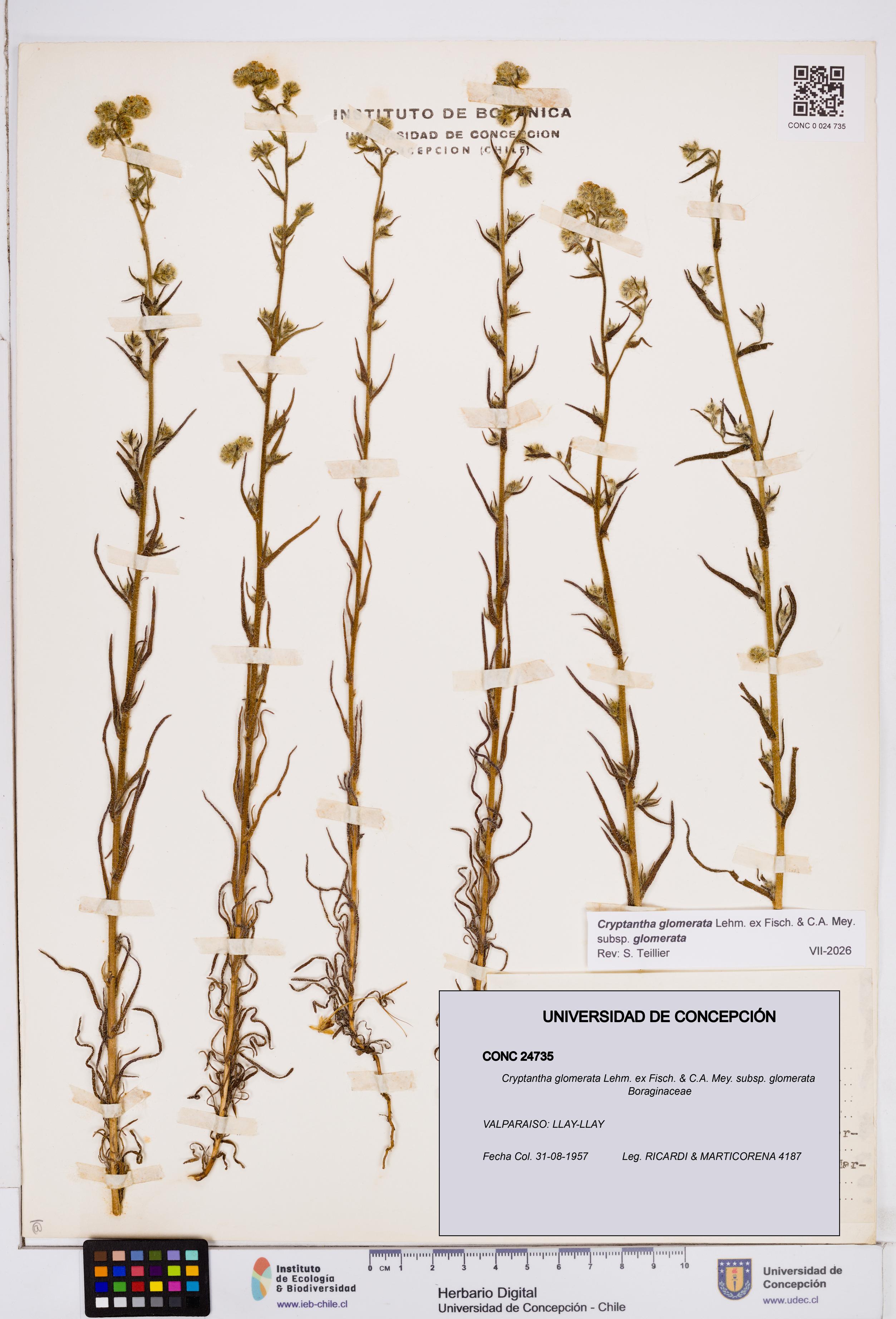 Cryptantha glomerata subsp. glomerata [Espécimen: ]