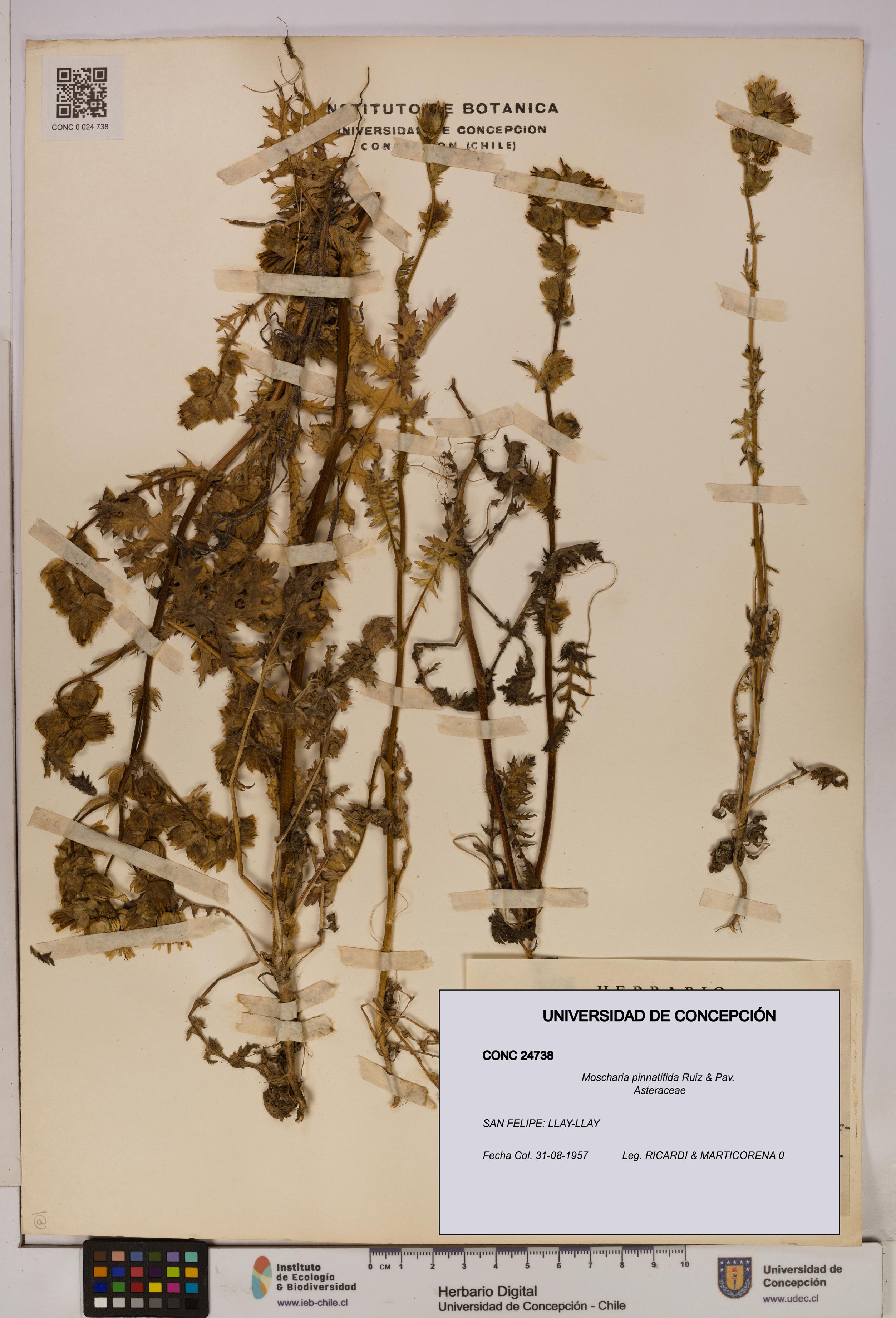 Moscharia pinnatifida [Espécimen: UDEC:CONC:0024738]