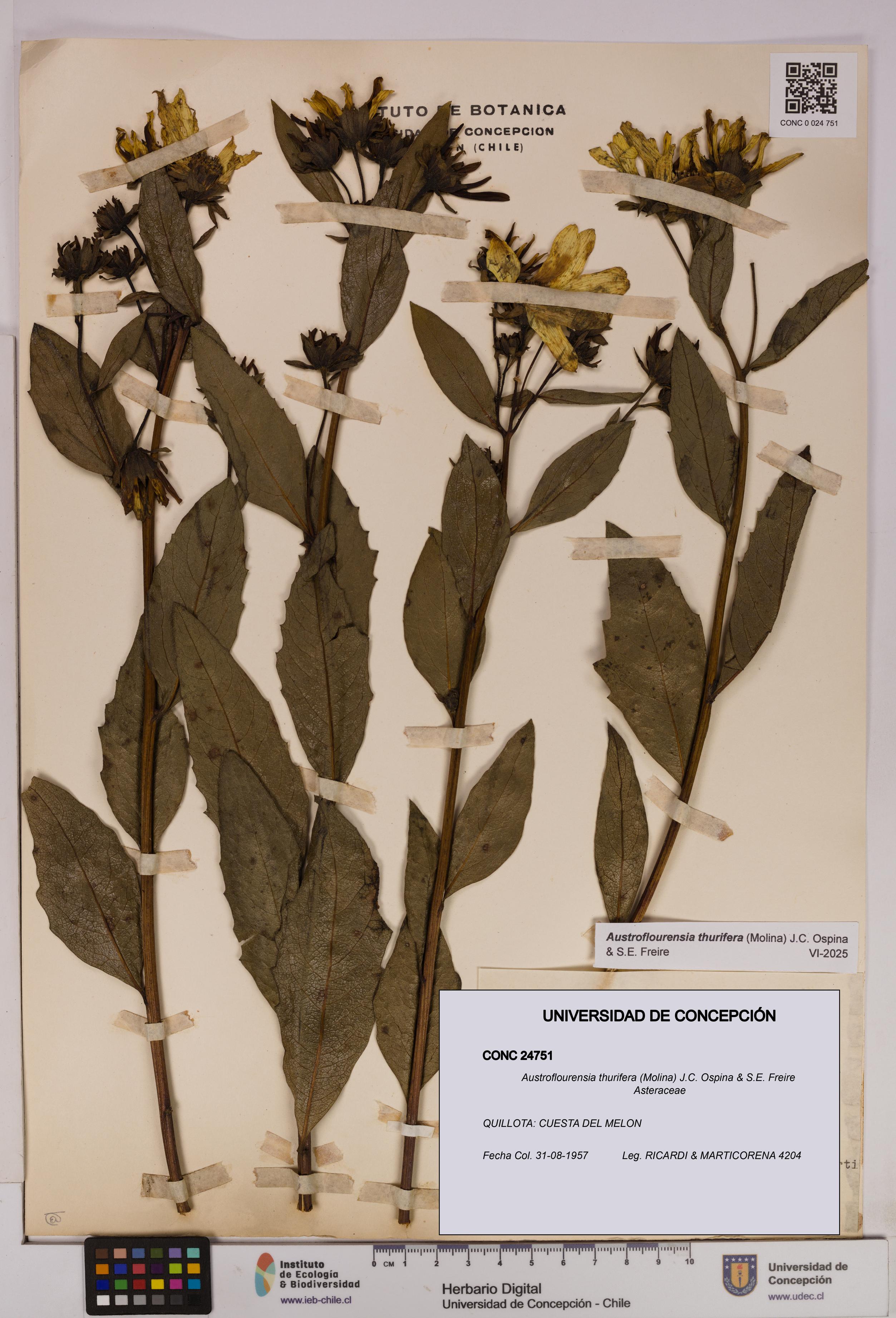 Austroflourensia thurifera [Espécimen: UDEC:CONC:0024751]