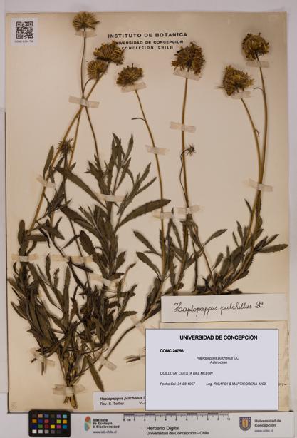 Haplopappus pulchellus [Espécimen: UDEC:CONC:0024756]
