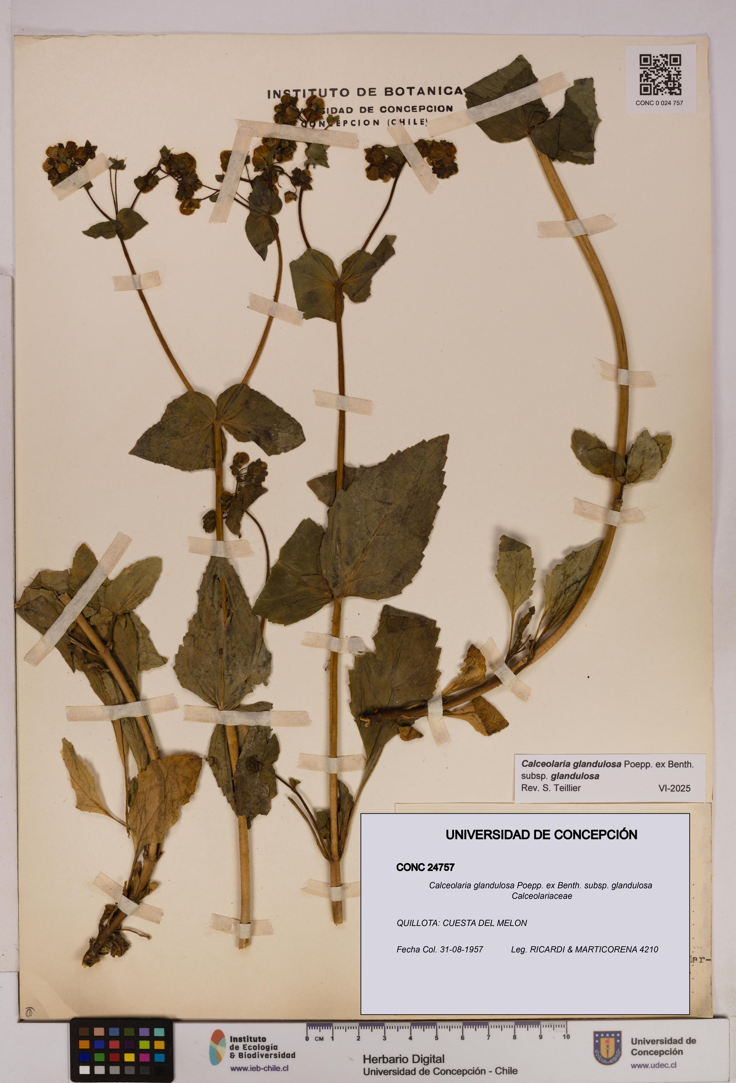 Calceolaria glandulosa [Espécimen: UDEC:CONC:0024757]