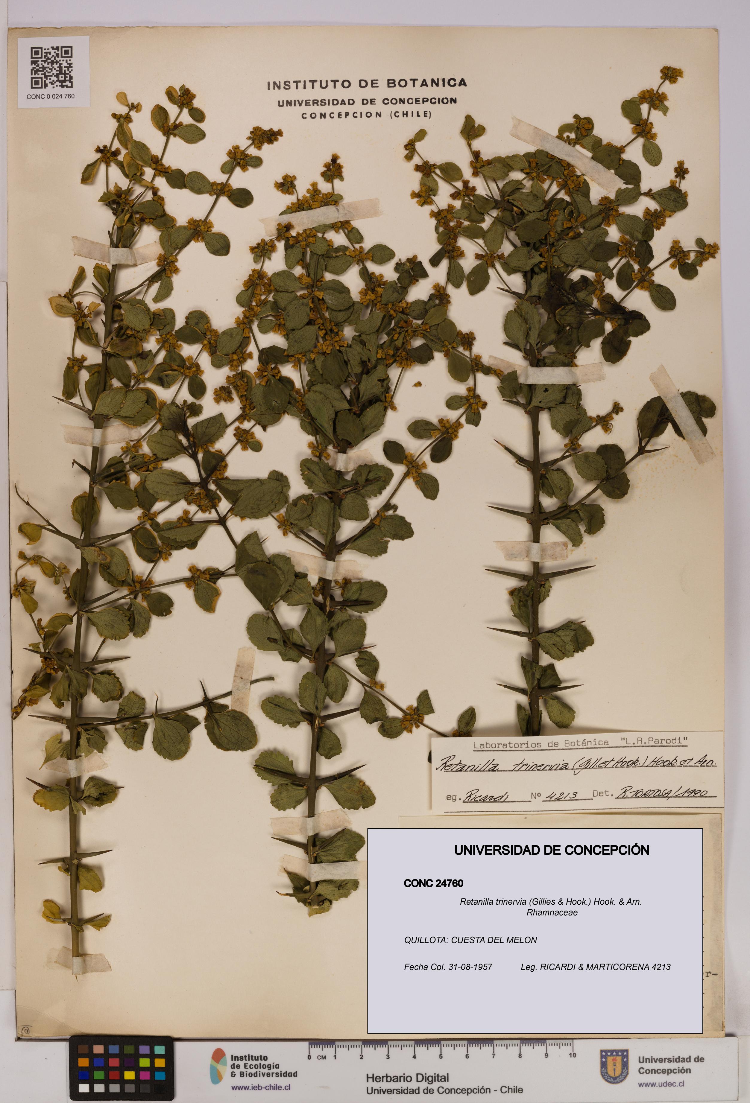 Retanilla trinervia [Espécimen: UDEC:CONC:0024760]