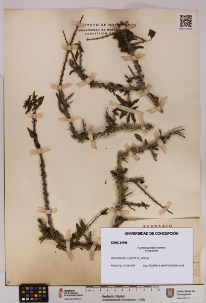 Fuchsia lycioides [Espécimen: UDEC:CONC:0024766]