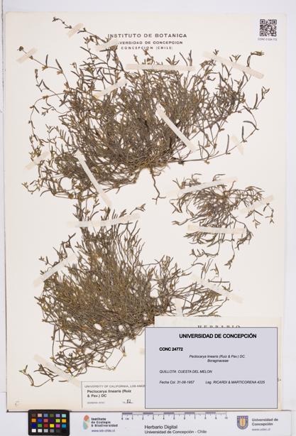 Pectocarya linearis [Espécimen: ]