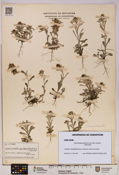 Gamochaeta spiciformis [Espécimen: UDEC:CONC:0024785]
