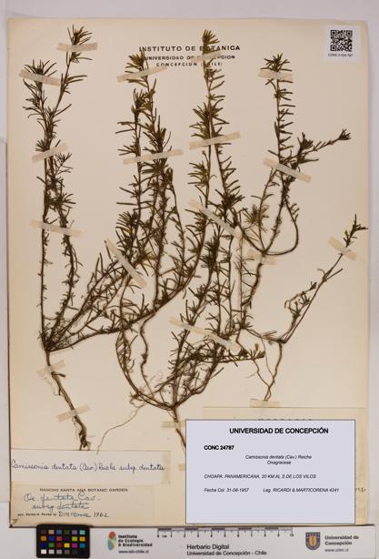 Camissonia dentata [Espécimen: UDEC:CONC:0024787]