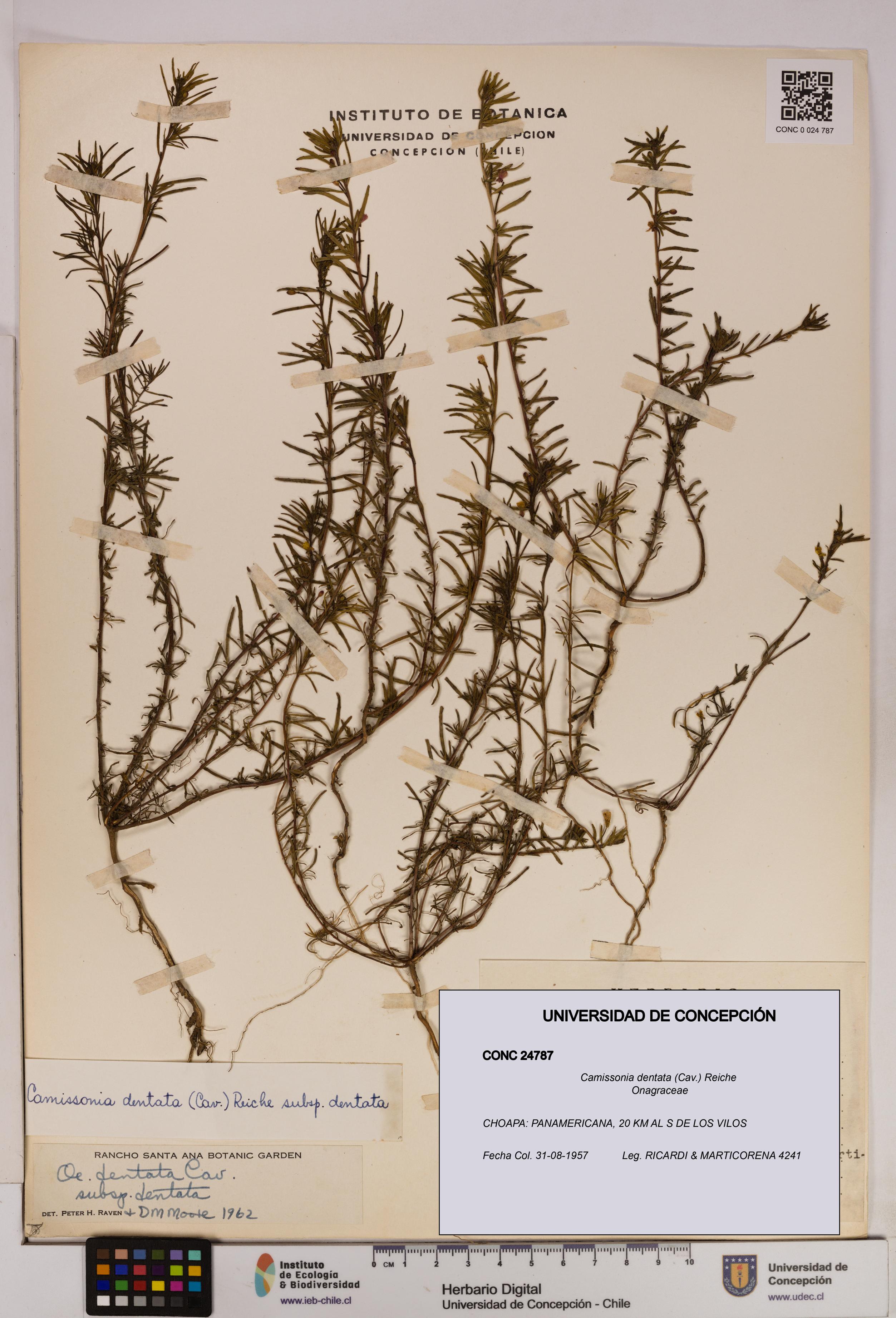 Camissonia dentata [Espécimen: UDEC:CONC:0024787]