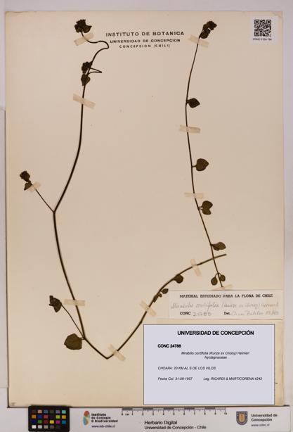 Mirabilis cordifolia [Espécimen: UDEC:CONC:0024788]