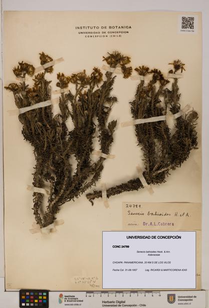 Senecio bahioides [Espécimen: UDEC:CONC:0024789]