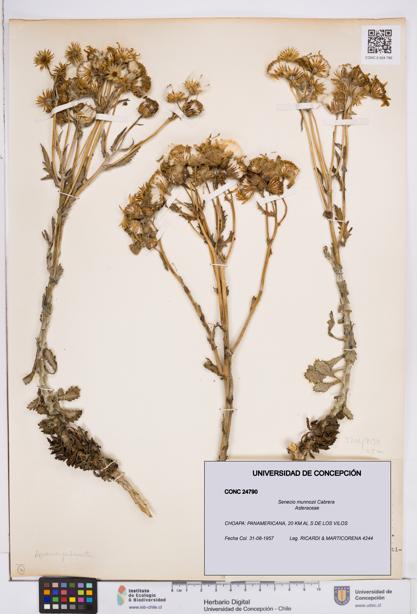 Senecio munnozii [Espécimen: ]