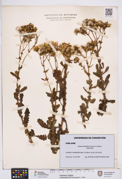 Senecio planiflorus [Espécimen: ]