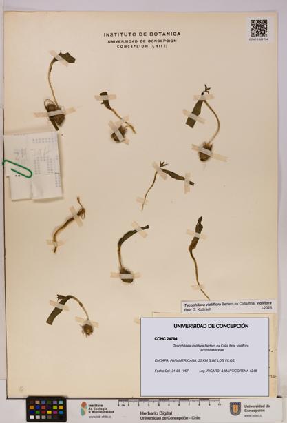 Tecophilaea violiflora fma. violiflora [Espécimen: UDEC:CONC:0024794]
