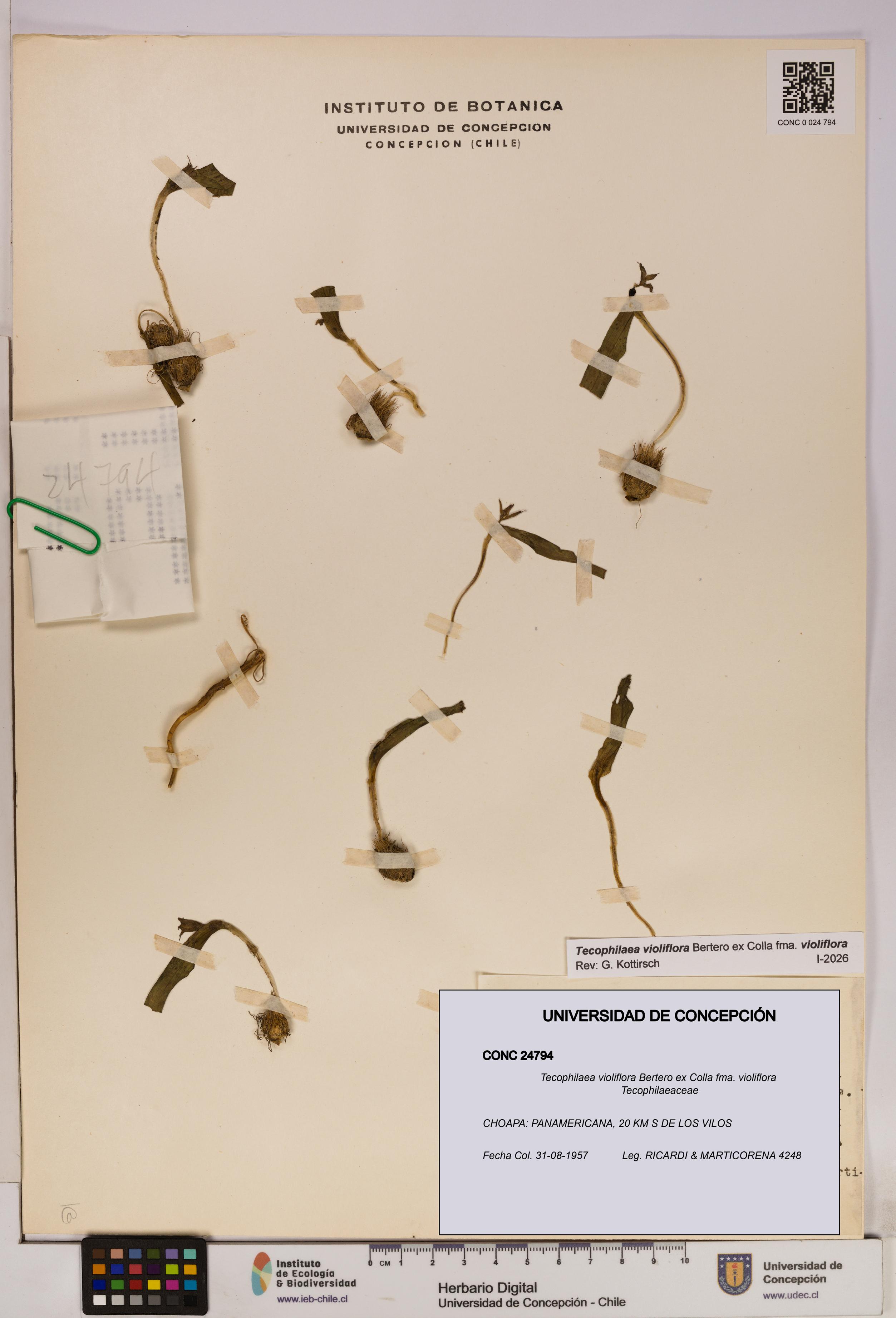 Tecophilaea violiflora fma. violiflora [Espécimen: UDEC:CONC:0024794]