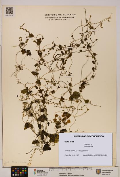 Dioscorea sp. [Espécimen: ]