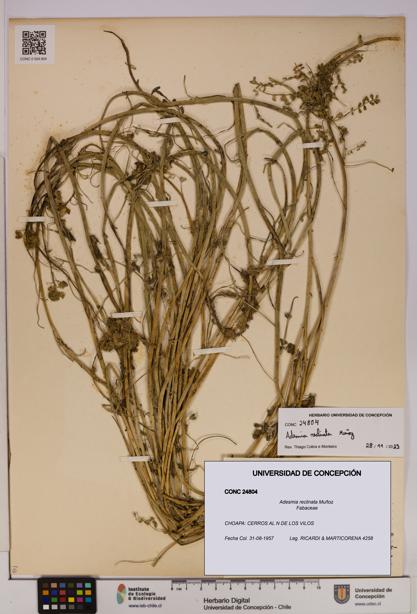 Adesmia reclinata [Espécimen: UDEC:CONC:0024804]