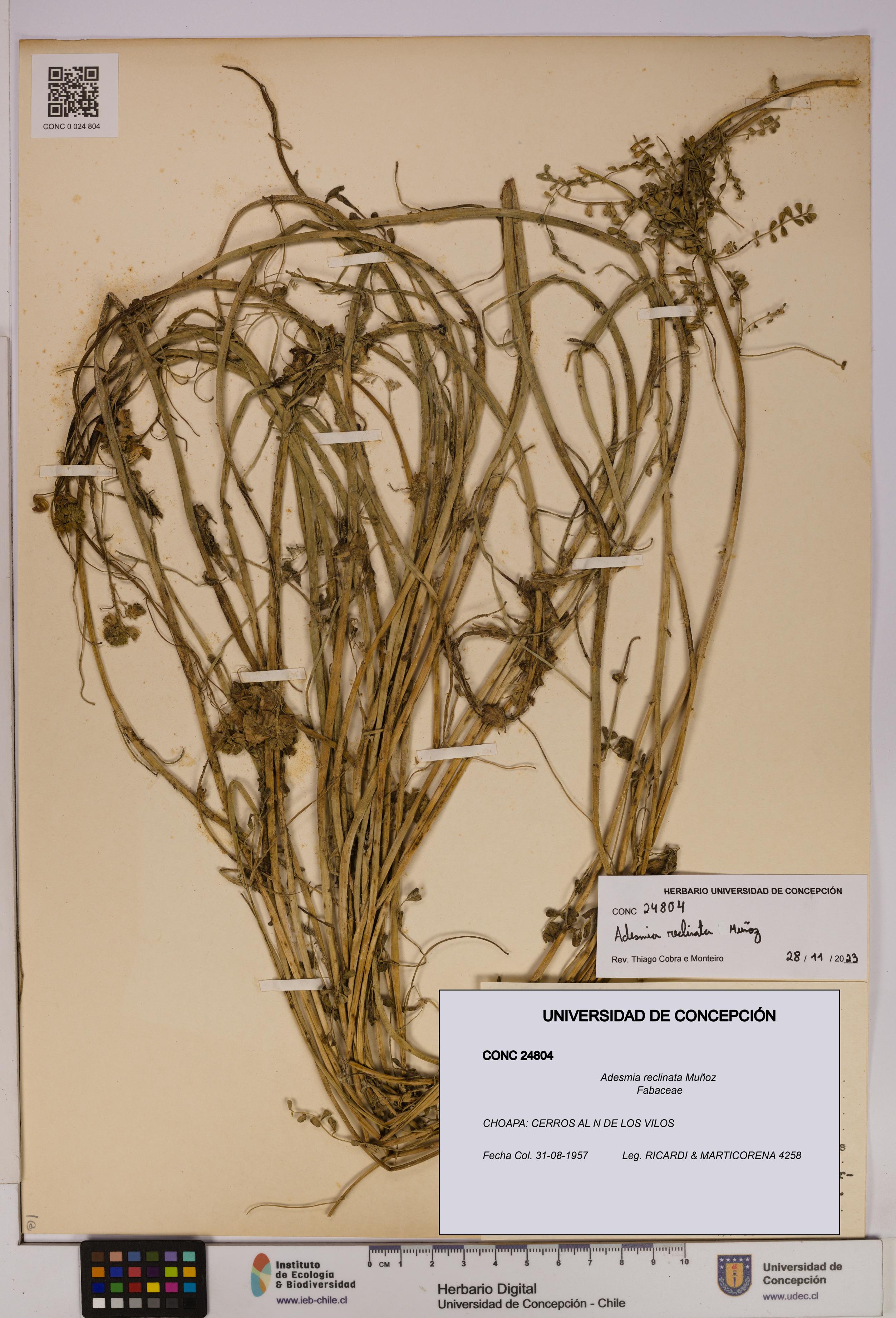 Adesmia reclinata [Espécimen: UDEC:CONC:0024804]