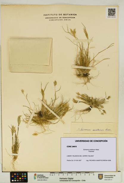 Schismus arabicus [Espécimen: UDEC:CONC:0024815]