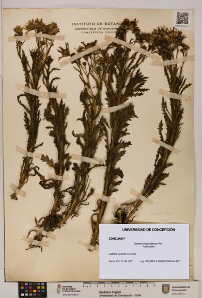 Senecio coquimbensis [Espécimen: UDEC:CONC:0024817]