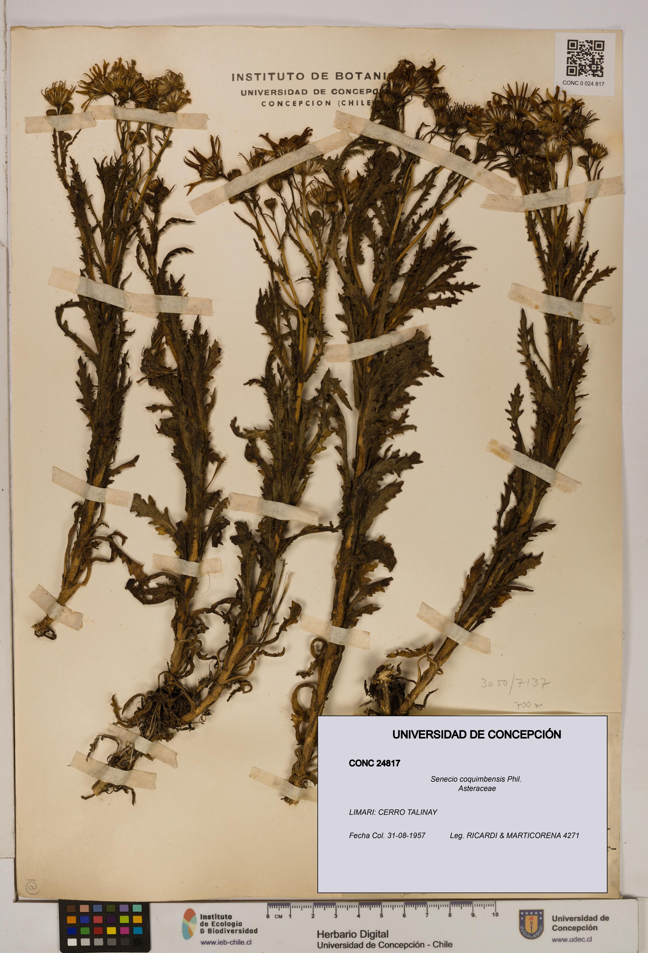 Senecio coquimbensis [Espécimen: UDEC:CONC:0024817]