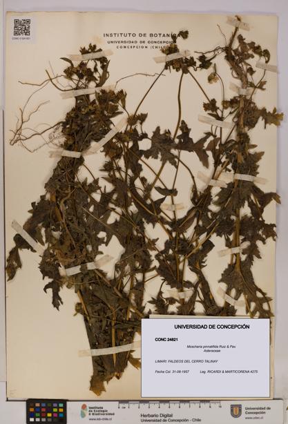 Moscharia pinnatifida [Espécimen: UDEC:CONC:0024821]