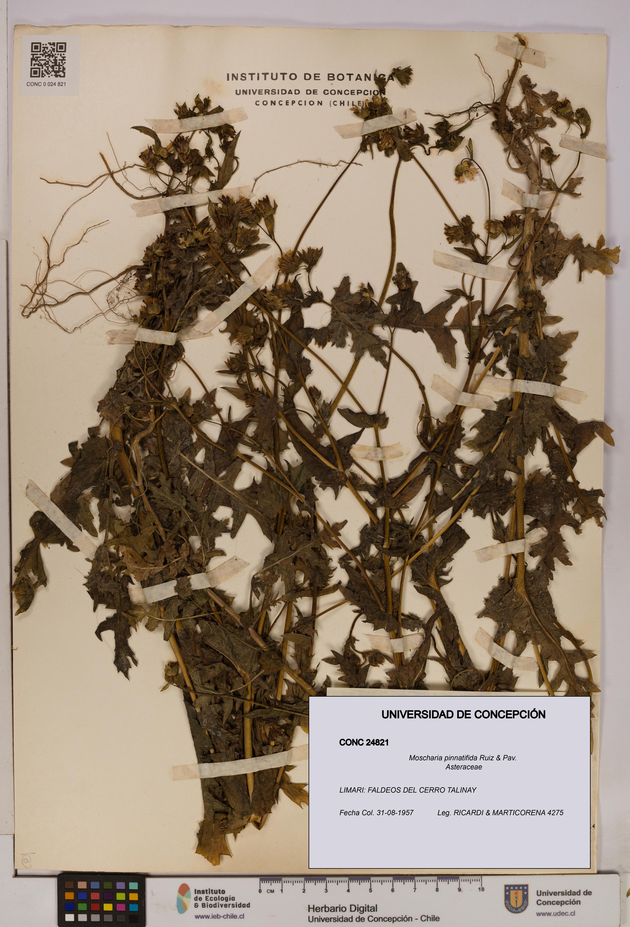 Moscharia pinnatifida [Espécimen: UDEC:CONC:0024821]