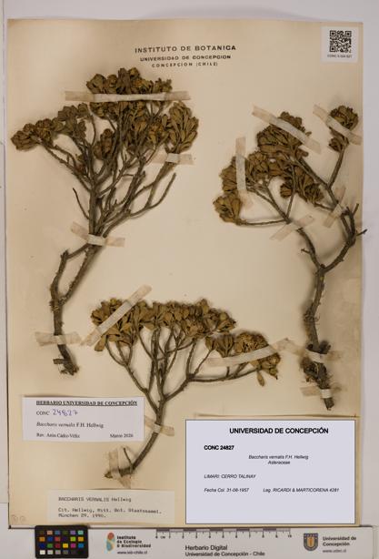 Baccharis vernalis [Espécimen: UDEC:CONC:0024827]