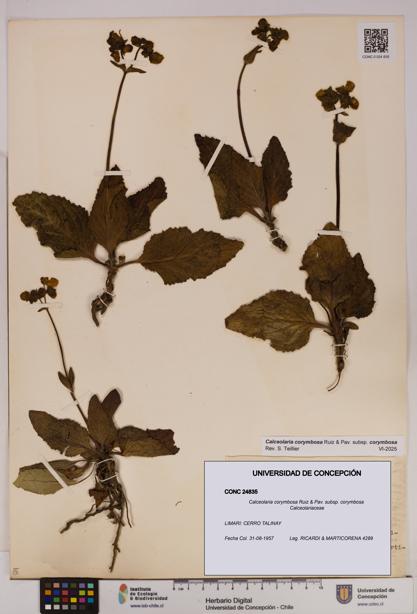 Calceolaria corymbosa [Espécimen: UDEC:CONC:0024835]