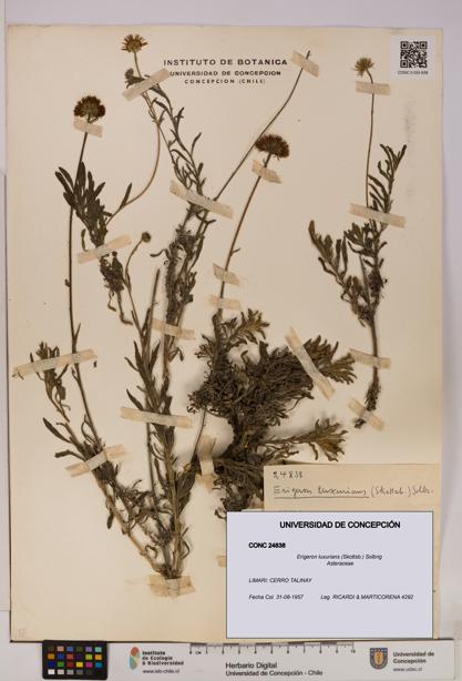 Erigeron luxurians [Espécimen: UDEC:CONC:0024838]