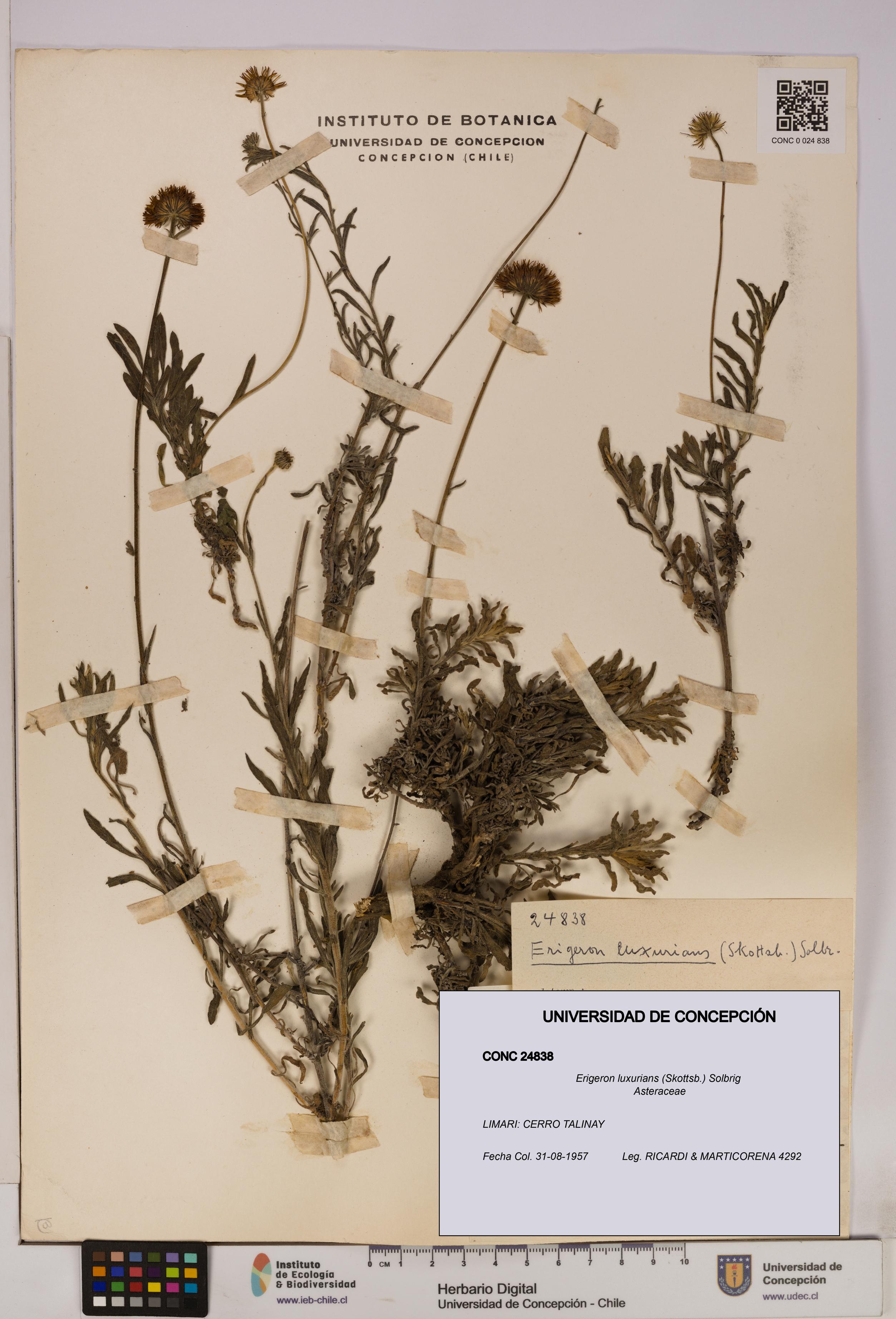 Erigeron luxurians [Espécimen: UDEC:CONC:0024838]