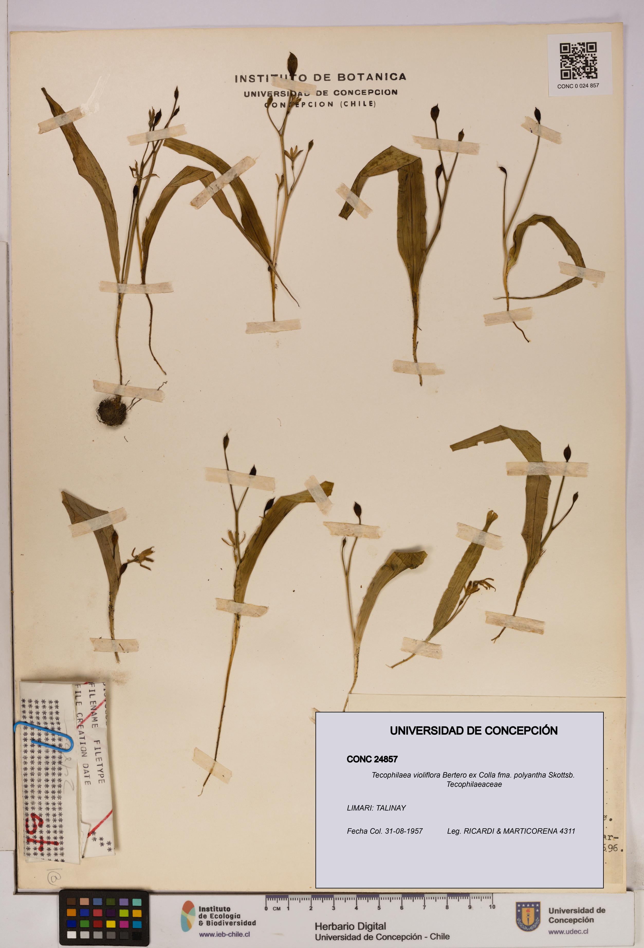 Tecophilaea violiflora fma. polyantha [Espécimen: UDEC:CONC:0024857]