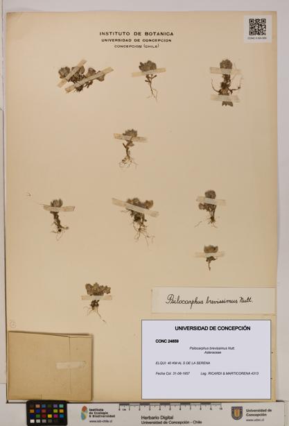 Psilocarphus brevissimus [Espécimen: ]