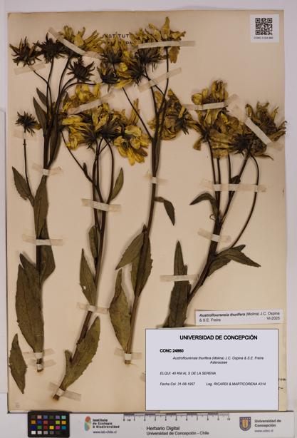 Austroflourensia thurifera [Espécimen: UDEC:CONC:0024860]