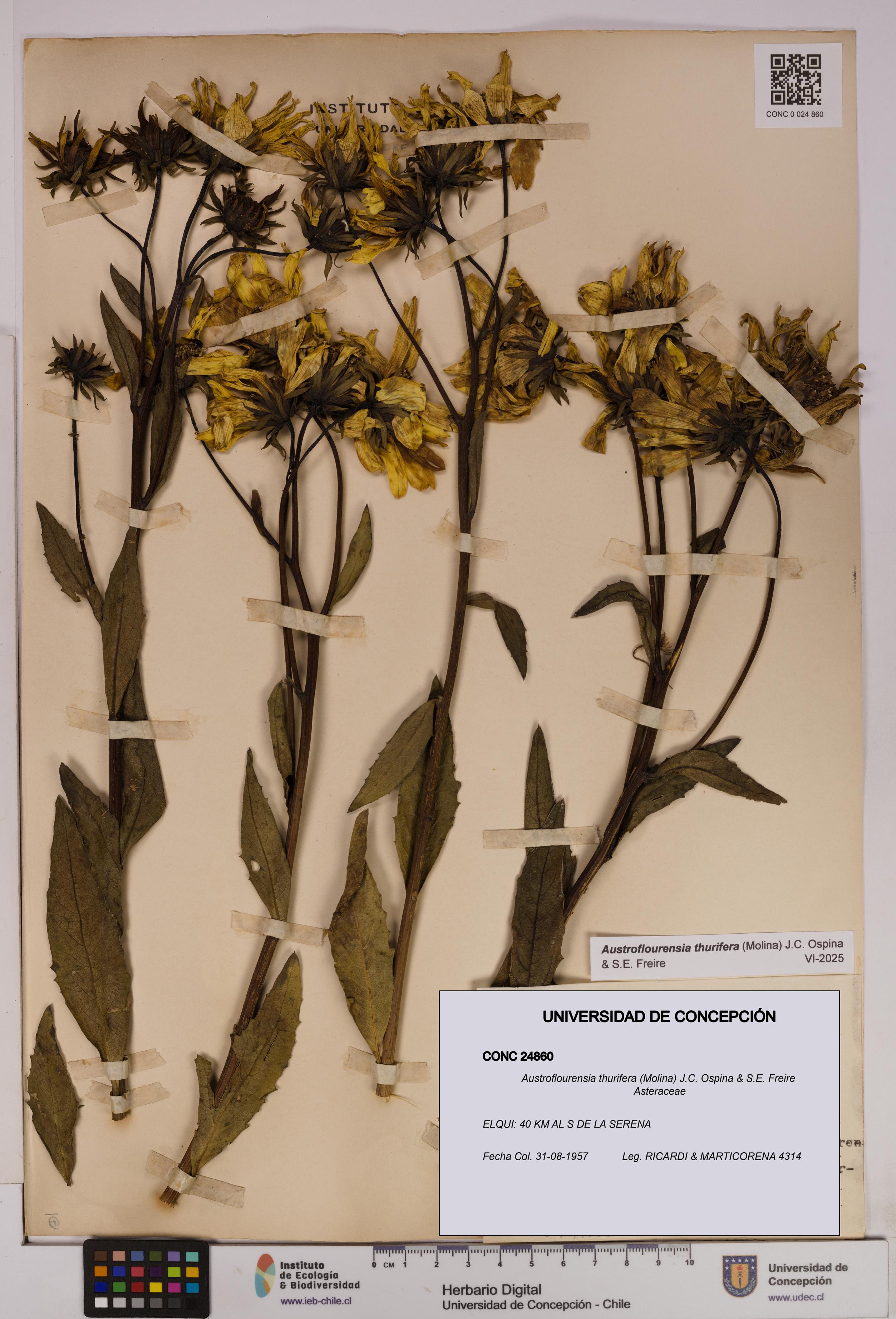Austroflourensia thurifera [Espécimen: UDEC:CONC:0024860]