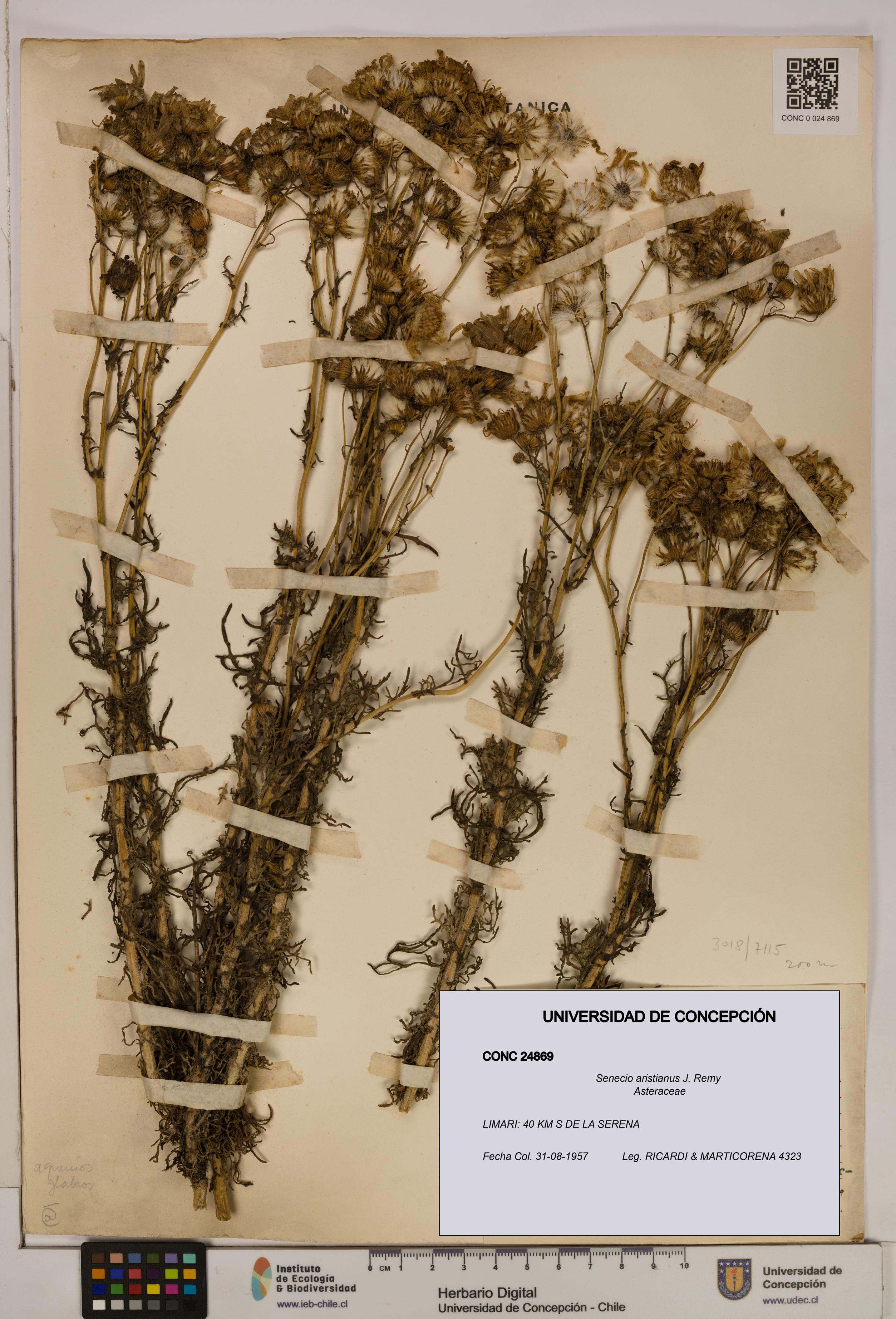 Senecio aristianus [Espécimen: UDEC:CONC:0024869]
