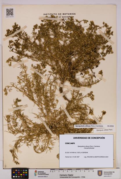 Spergularia villosa [Espécimen: UDEC:CONC:0024870]