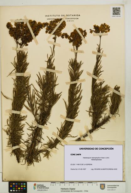 Heliotropium stenophyllum [Espécimen: UDEC:CONC:0024878]