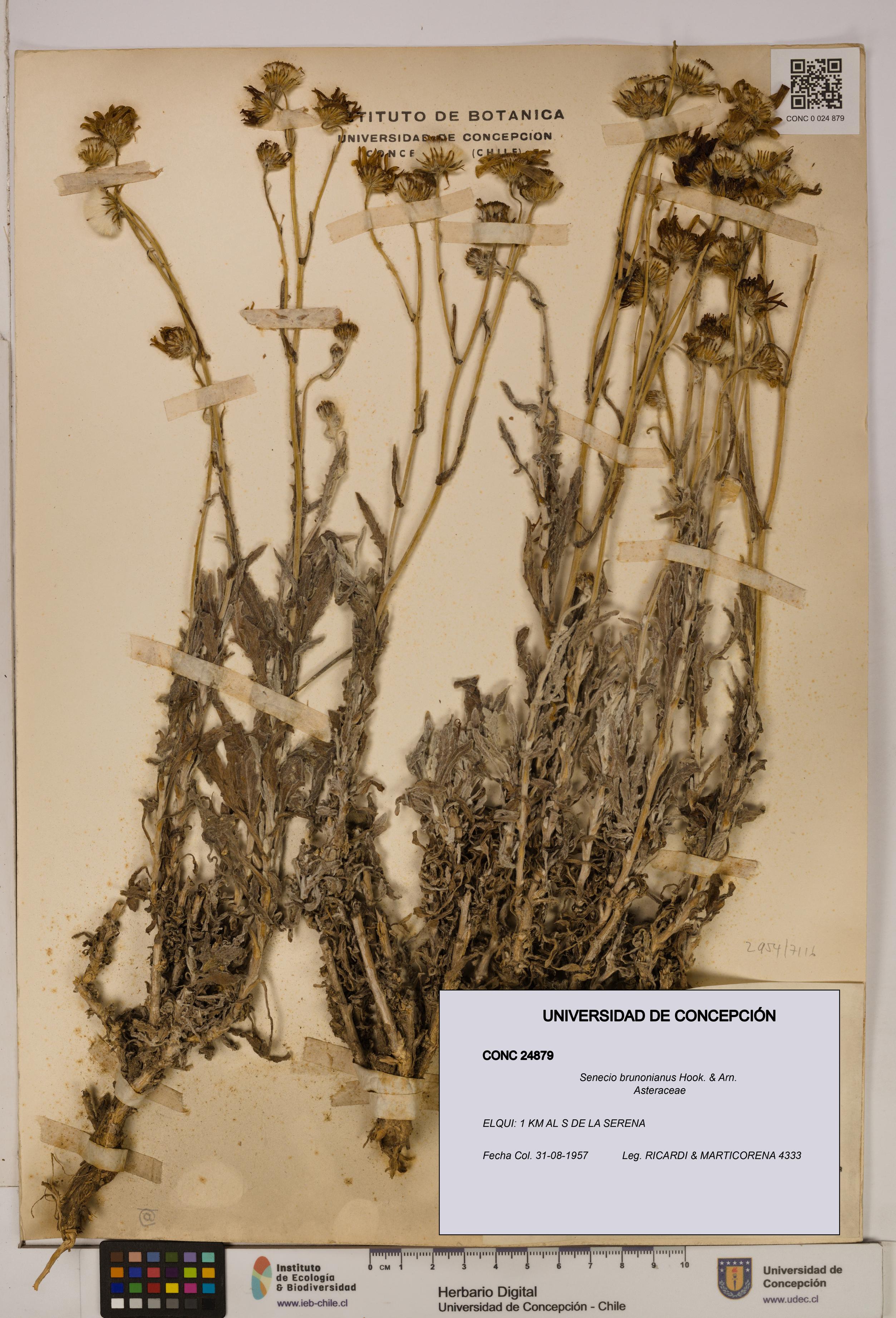 Senecio brunonianus [Espécimen: UDEC:CONC:0024879]