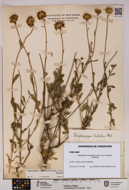 Haplopappus coquimbensis [Espécimen: UDEC:CONC:0024881]