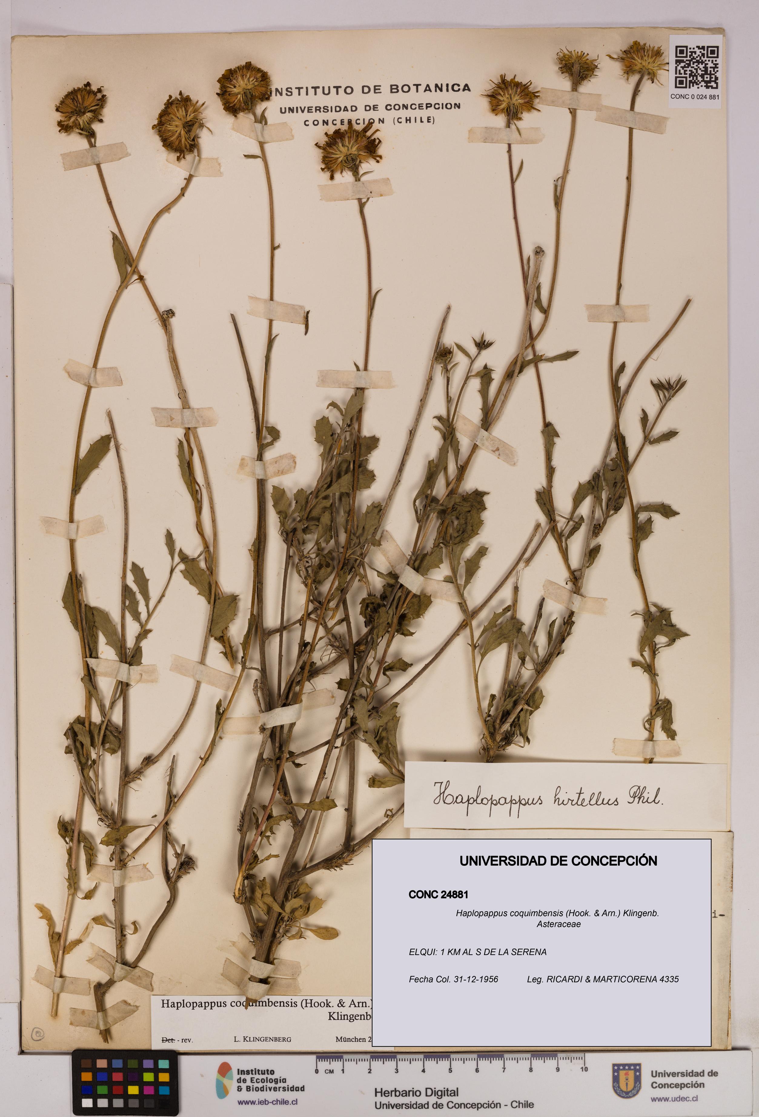 Haplopappus coquimbensis [Espécimen: UDEC:CONC:0024881]