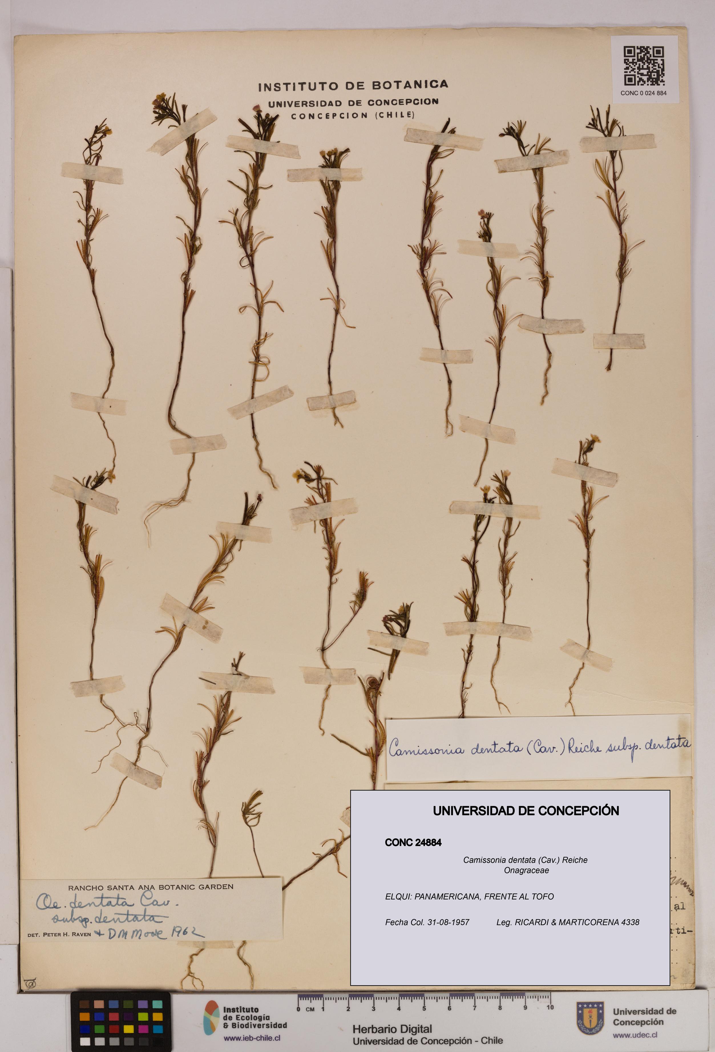 Camissonia dentata [Espécimen: UDEC:CONC:0024884]