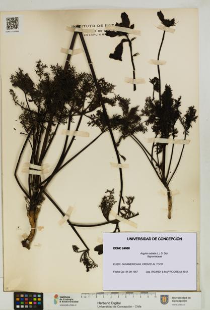 Argylia radiata [Espécimen: UDEC:CONC:0024888]