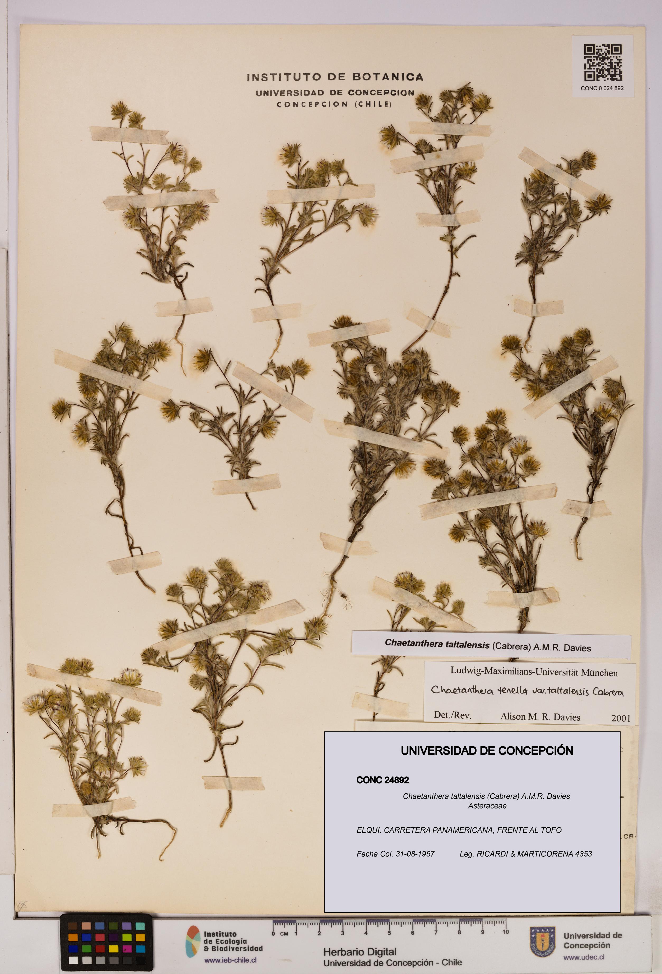 Chaetanthera taltalensis [Espécimen: UDEC:CONC:0024892]