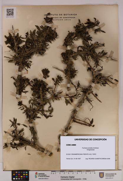 Fuchsia lycioides [Espécimen: UDEC:CONC:0024893]