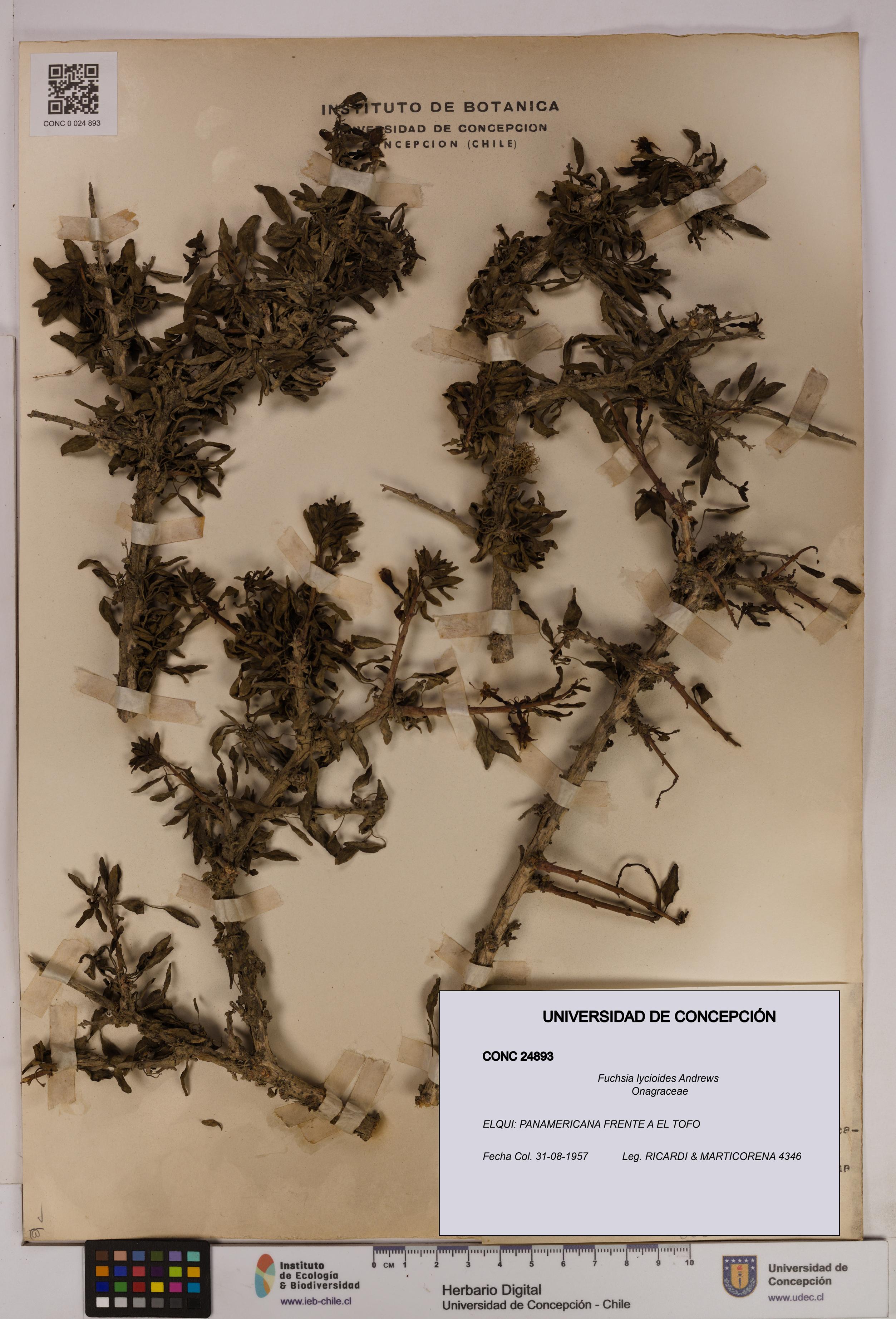 Fuchsia lycioides [Espécimen: UDEC:CONC:0024893]