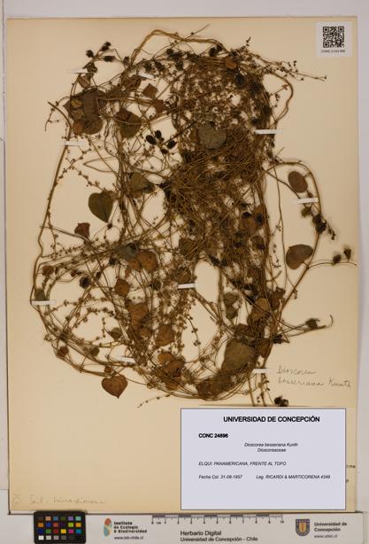 Dioscorea besseriana [Espécimen: ]