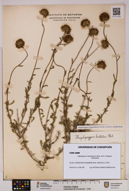 Haplopappus coquimbensis [Espécimen: UDEC:CONC:0024898]